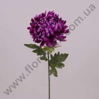 Цветок Хризантема фиолетовый 71382