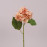 Цветок Гортензия персиковый 71776