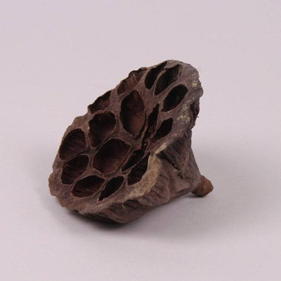 Лотос для композицій 10-12 см. (10 шт.) 44261