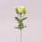 Цветок Роза зеленый 72769