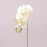Цветок Фаленопсис кремовый 72789