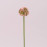 Квітка Часнику біло-рожева 72882