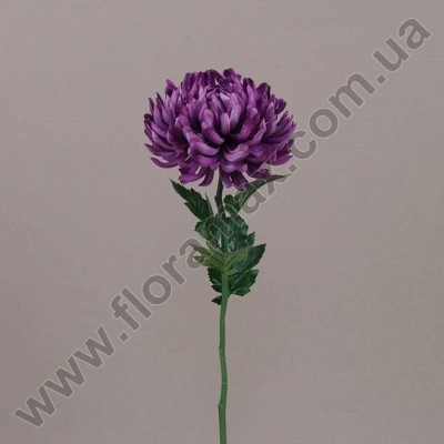Цветок Хризантема 23007