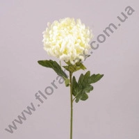 Цветок Хризантема белый 71380