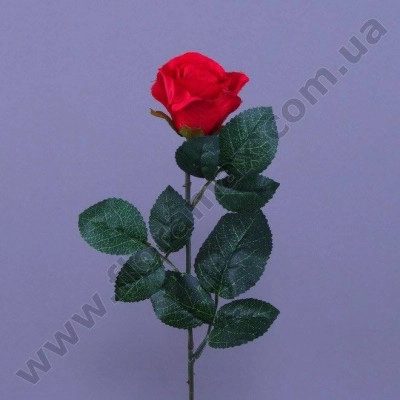 Цветок Роза 23093