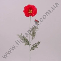 Квітка Мак 22995