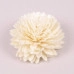 Сухоцвет цветочек Sola Zinnia 6 см. 25 шт. 69862
