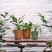 Горшок пластмассовый ARIA JUMPER ECO песочный 18см.