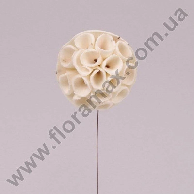 Сухоцвет Shola Lotus 6 см. (6 шт. в упаковке) 21565