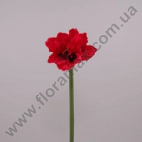 Цветок Амариллис красный 70577
