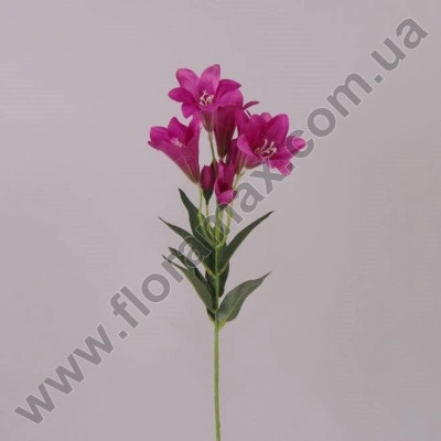 Цветок Лилия малиновый 70849